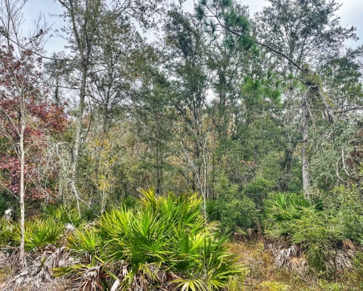 Taylor, Perry, FL, Florida, hunting, tract, private, wooded, deer, hogs, perfect, affordable, acreage, retreat