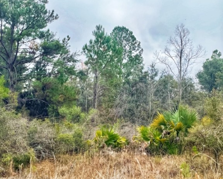 Taylor, Perry, FL, Florida, hunting, tract, private, wooded, deer, hogs, perfect, affordable, acreage, retreat