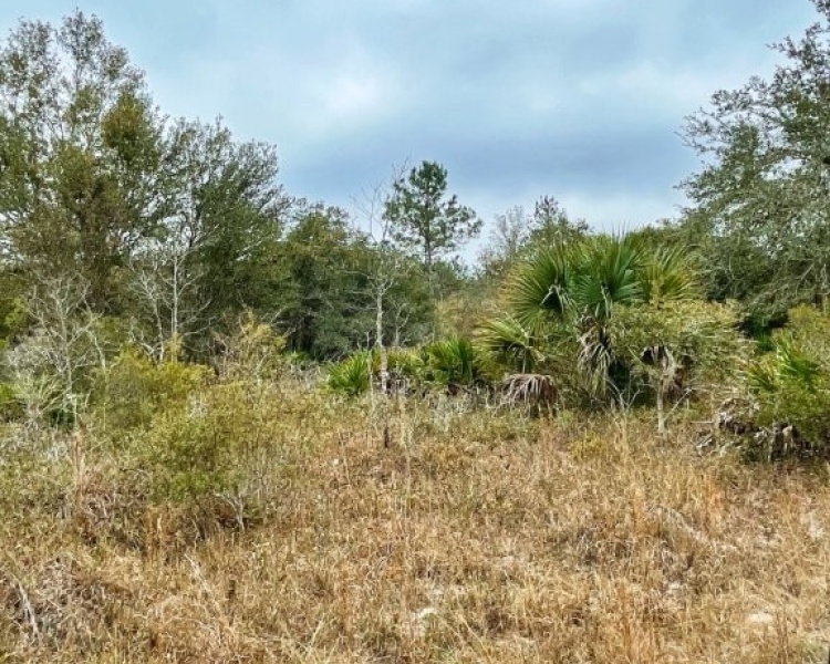 Taylor, Perry, FL, Florida, hunting, tract, private, wooded, deer, hogs, perfect, affordable, acreage, retreat