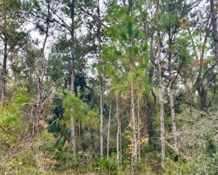 Taylor, Perry, FL, Florida, hunting, tract, private, wooded, deer, hogs, perfect, affordable, acreage, retreat