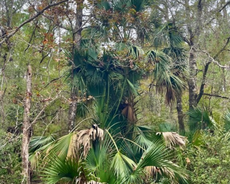 Taylor, Perry, FL, Florida, hunting, tract, private, wooded, deer, hogs, perfect, affordable, acreage, retreat