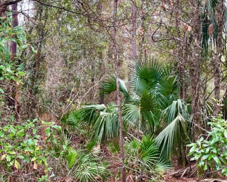 Taylor, Perry, FL, Florida, hunting, tract, private, wooded, deer, hogs, perfect, affordable, acreage, retreat