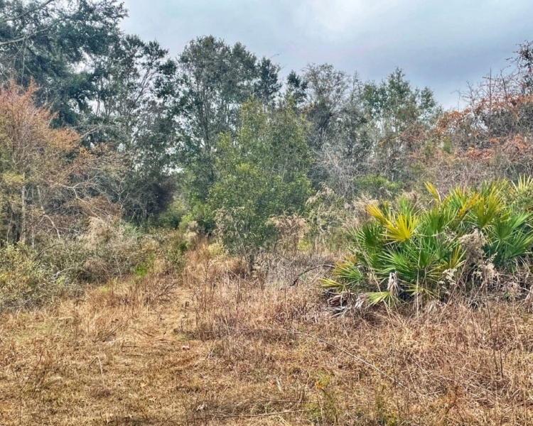 Taylor, Perry, FL, Florida, hunting, tract, private, wooded, deer, hogs, perfect, affordable, acreage, retreat