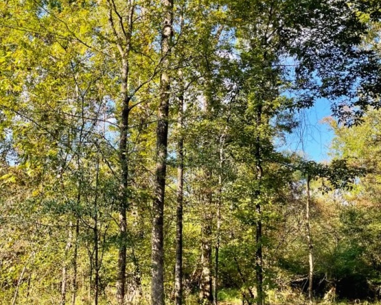beautiful, wooded, Butts county, Georgia, water, paved, frontage, family, privacy, country, survey