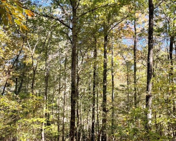 beautiful, wooded, Butts county, Georgia, water, paved, frontage, family, privacy, country, survey