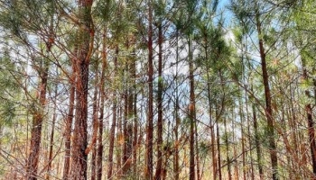 Lamar Co., GA, Barnesville, Estate, pines, hardwoods, creek, wildlife, family, frontage