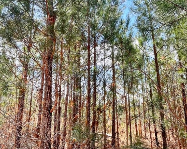 Lamar Co., GA, Barnesville, Estate, pines, hardwoods, creek, wildlife, family, frontage