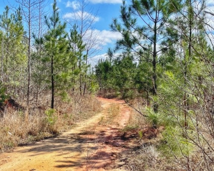 Lamar Co., GA, Barnesville, Estate, pines, hardwoods, creek, wildlife, family, frontage