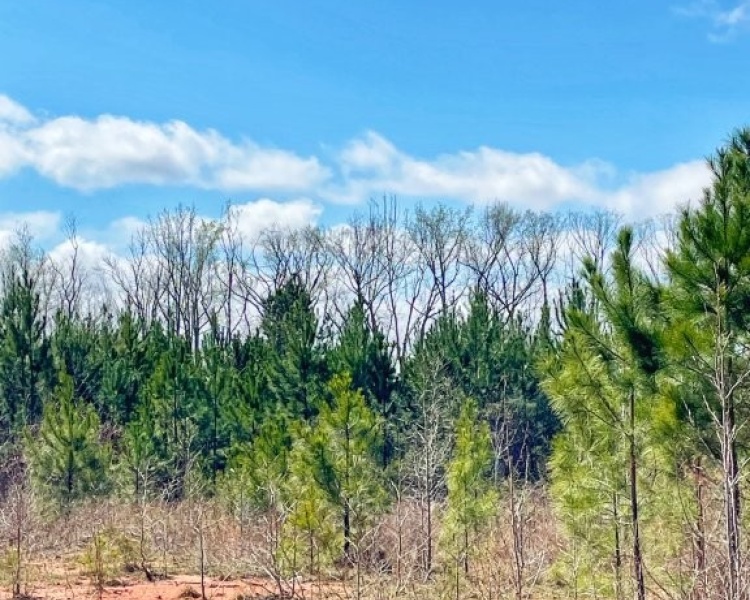 Lamar Co., GA, Barnesville, Prairie Creek, land, estate, pines, hardwoods, frontage, wildlife