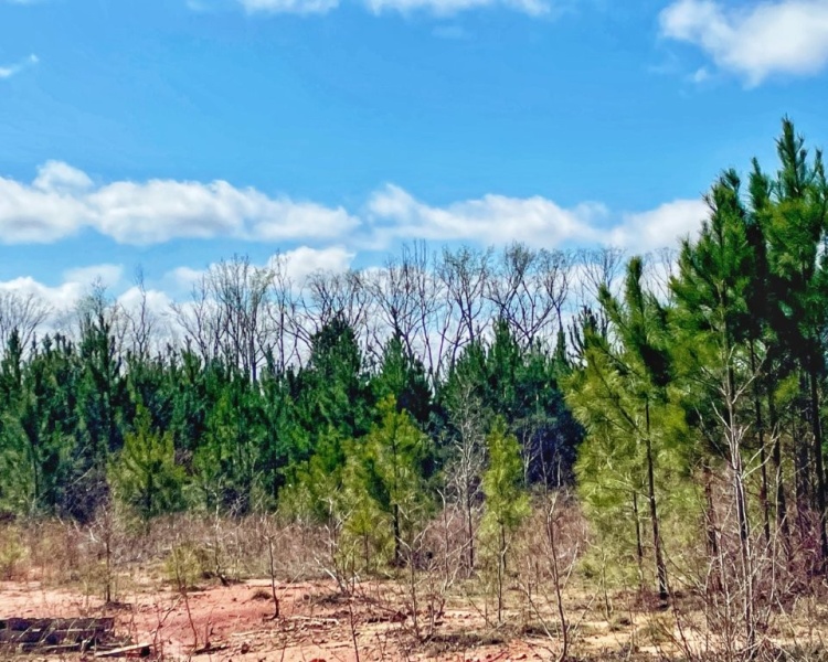 Lamar Co., GA, Barnesville, Prairie Creek, land, estate, pines, hardwoods, frontage, wildlife