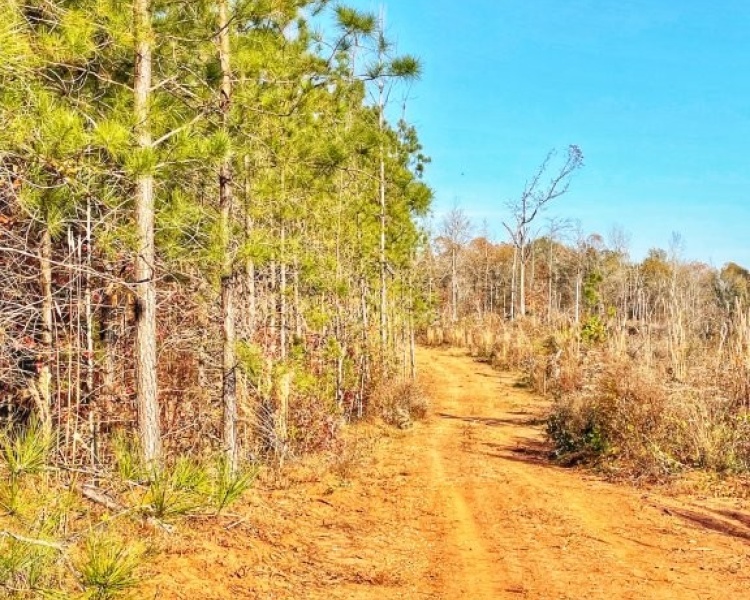 Jasper Co., pines, creeks, frontage, home, estate, oak buffers, deer, turkey, hunting, bargain, private