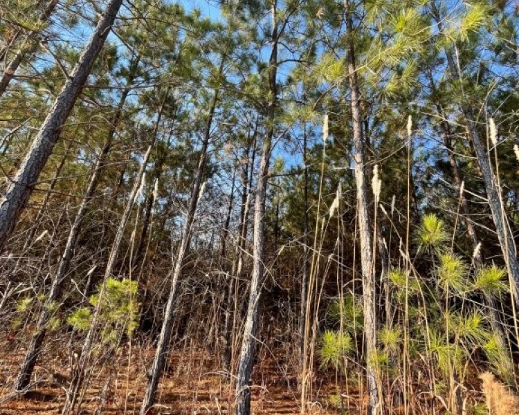Jasper Co., pines, creeks, frontage, home, estate, oak buffers, deer, turkey, hunting, bargain, private