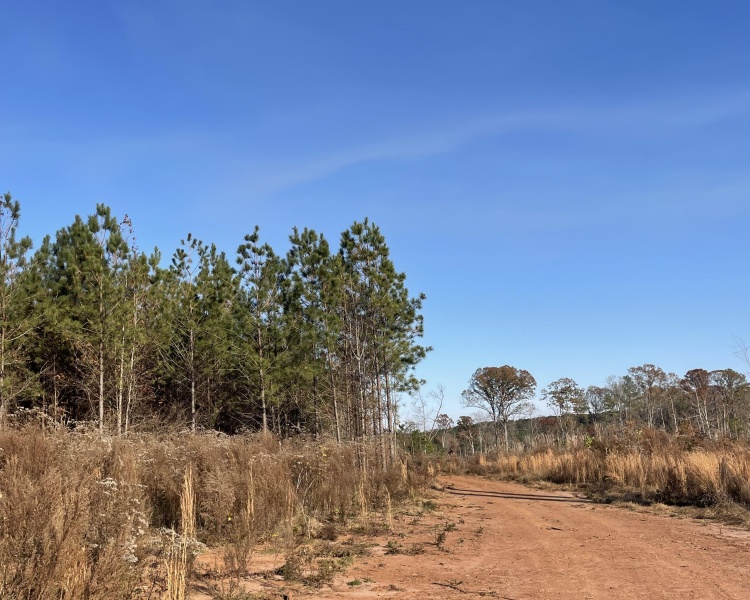 Jasper Co., pines, creeks, frontage, home, estate, oak buffers, deer, turkey, hunting, bargain, private