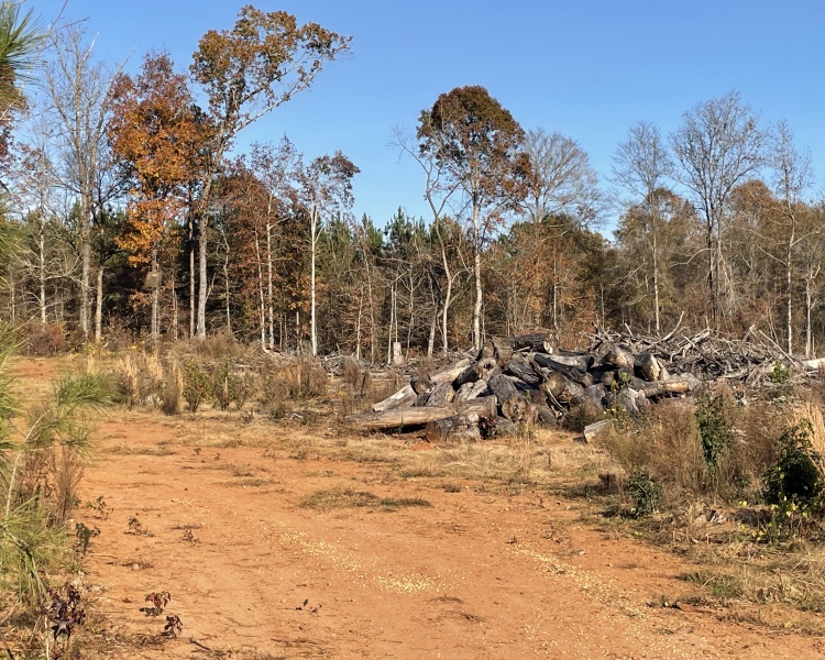 Jasper Co., pines, creeks, frontage, home, estate, oak buffers, deer, turkey, hunting, bargain, private