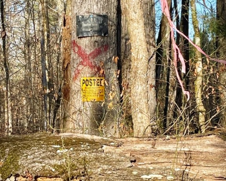 Jasper Co., pines, creeks, frontage, home, estate, oak buffers, deer, turkey, hunting, bargain, private