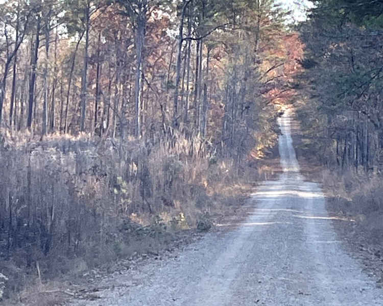 Jasper Co., pines, creeks, frontage, home, estate, oak buffers, deer, turkey, hunting, bargain, private