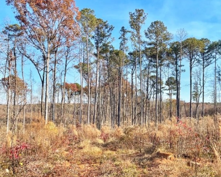 Jasper Co., pines, creeks, frontage, home, estate, oak buffers, deer, turkey, hunting, bargain, private