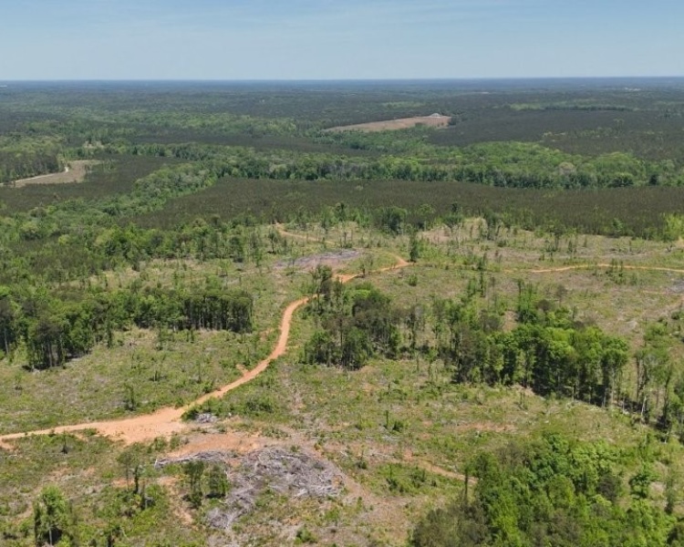 Jasper Co., pines, creeks, frontage, home, estate, oak buffers, deer, turkey, hunting, bargain, private