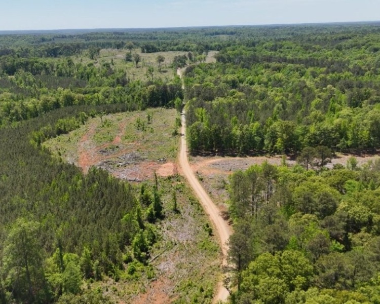 Jasper Co., pines, creeks, frontage, home, estate, oak buffers, deer, turkey, hunting, bargain, private