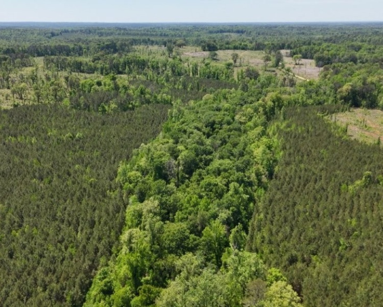 Jasper Co., pines, creeks, frontage, home, estate, oak buffers, deer, turkey, hunting, bargain, private