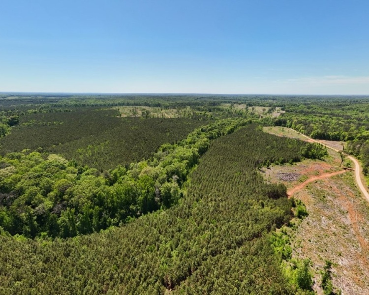 Jasper Co., pines, creeks, frontage, home, estate, oak buffers, deer, turkey, hunting, bargain, private